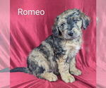Small Photo #13 Bernedoodle Puppy For Sale in CANON CITY, CO, USA
