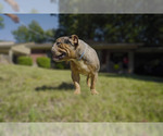 Small Photo #8 Olde English Bulldogge Puppy For Sale in MEMPHIS, TN, USA
