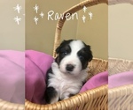 Small Photo #8 Australian Shepherd Puppy For Sale in LANCASTER, PA, USA
