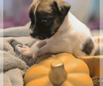 Puppy Domino Jack Russell Terrier