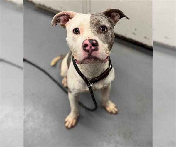 Medium Photo #1 Mutt Puppy For Sale in Peoria, IL, USA