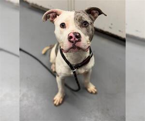 Mutt Dogs for adoption in Peoria, IL, USA