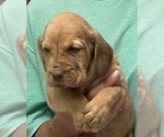 Red LM 6 - Male Bloodhound Puppy for Sale - Photo #4