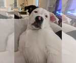 Small #2 American Bulldog Mix