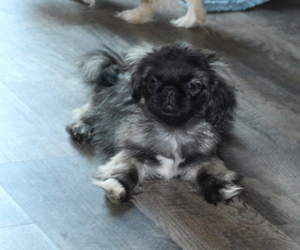 Pekingese Puppy for sale in JOICE, IA, USA