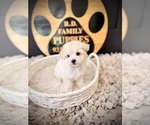 Small #1 Maltipoo (Toy)