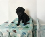 Small Photo #6 Poodle (Standard) Puppy For Sale in ELMWOOD, WI, USA