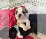 Small Photo #5 Bulldog Puppy For Sale in SPRING HILL, FL, USA