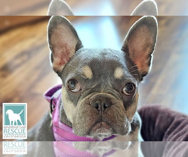 Medium Photo #4 French Bulldog Puppy For Sale in Carlsbad, CA, USA