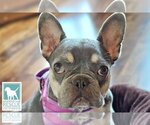 Small #3 French Bulldog