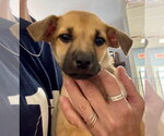 Small Photo #7 Mutt Puppy For Sale in Jefferson, NJ, USA