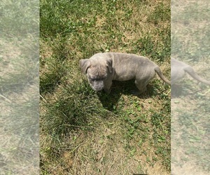 American Bully-American Pit Bull Terrier Mix Puppy for sale in KANSAS CITY, MO, USA
