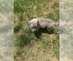 Small American Bully-American Pit Bull Terrier Mix