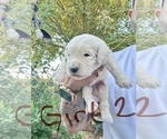 Puppy Girl 2 Goldendoodle