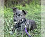 Small Mutt