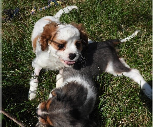 Medium Photo #6 Cavalier King Charles Spaniel Puppy For Sale in CARLISLE, KY, USA