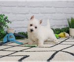Small #2 West Highland White Terrier