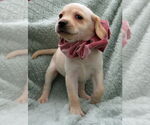 Small #2 Labrador Retriever