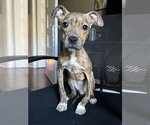 Small Photo #3 Mutt Puppy For Sale in Rockville, MD, USA