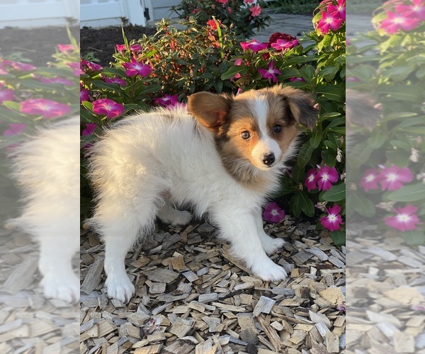 Medium Photo #4 Papillon Puppy For Sale in CANOGA, NY, USA