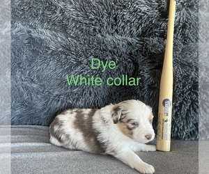 Miniature Australian Shepherd Puppy for sale in ELGIN, IL, USA