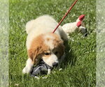 Small #3 Great Pyrenees