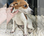 Small #1 Chihuahua Mix
