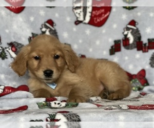 Goldendoodle (Miniature) Puppy for sale in LANCASTER, PA, USA