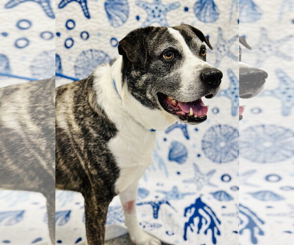 Medium Photo #3  Puppy For Sale in , 