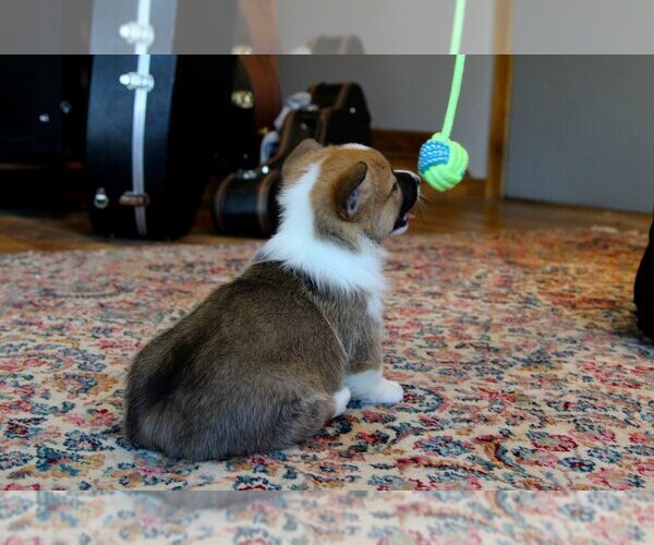 Medium Photo #6 Pembroke Welsh Corgi Puppy For Sale in FAIR GROVE, MO, USA