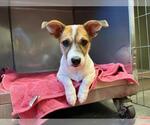 Small Siberian Husky Mix