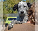 Small #3 Border Collie Mix
