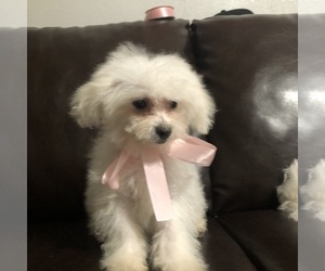 Bichon Frise Puppy for sale in HOUSTON, TX, USA