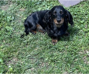 Dachshund Puppy for sale in LAFAYETTE, IN, USA
