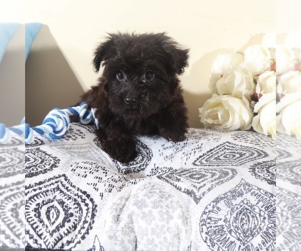 Medium Photo #5 Yorkipoo Puppy For Sale in MOUNT VERNON, OH, USA