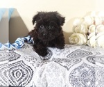 Small #4 Yorkipoo