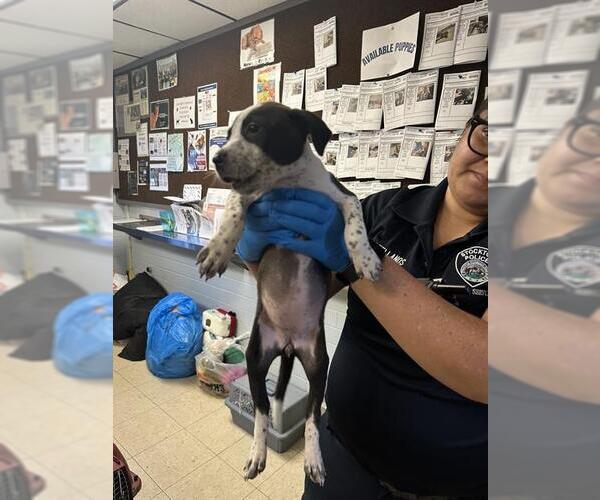 Medium Photo #1 American Pit Bull Terrier-Unknown Mix Puppy For Sale in Stockton, CA, USA