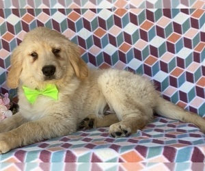 Golden Retriever Puppy for sale in LANCASTER, PA, USA