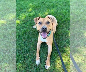 Mutt Dogs for adoption in Westwood, NJ, USA