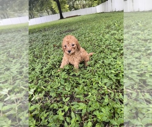 Poodle (Miniature) Puppy for sale in WESLEY CHAPEL, FL, USA