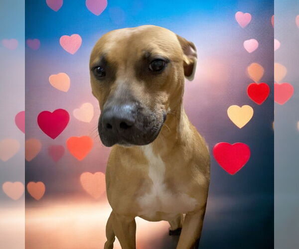 Medium Photo #3 American Staffordshire Terrier-Boxer Mix Puppy For Sale in Lexington, SC, USA
