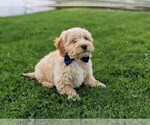 Small Photo #1 Cavachon-Poodle (Toy) Mix Puppy For Sale in AIRVILLE, PA, USA
