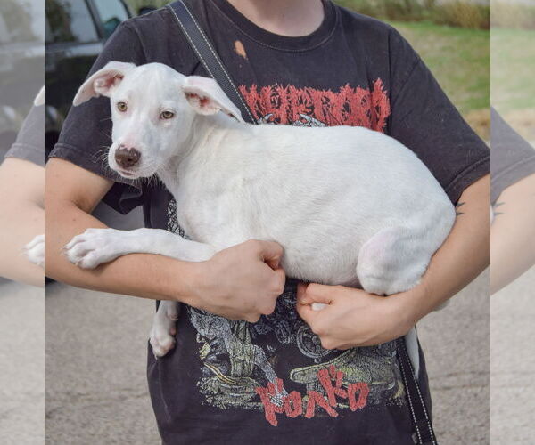Medium Photo #2 Borador Puppy For Sale in Huntley, IL, USA