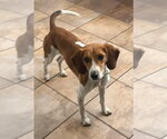 Small Beagle Mix