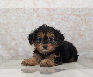 King Charles Yorkie Puppy for sale in MARIETTA, GA, USA