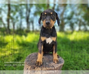 Catahoula Leopard Dog Puppy for sale in CUMBY, TX, USA