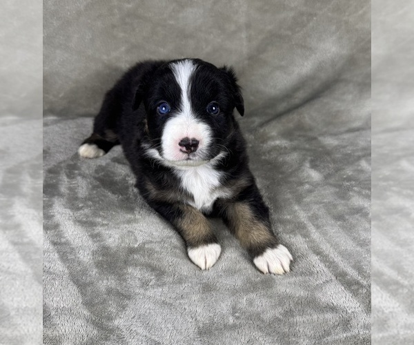 Medium Photo #10 Australian Shepherd Puppy For Sale in SALISBURY, NC, USA