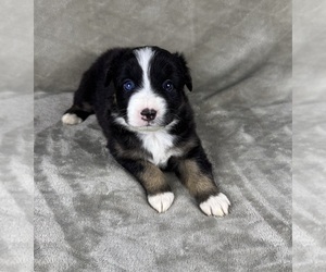 Medium Australian Shepherd