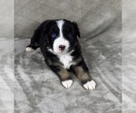 Puppy Boy One Australian Shepherd