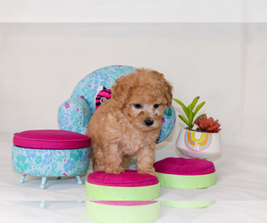 Poodle (Toy) Puppy for sale in DENVER, CO, USA